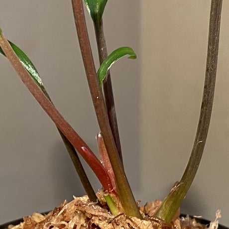 Homalomena sp. "Green" from Sulawesi [LA]