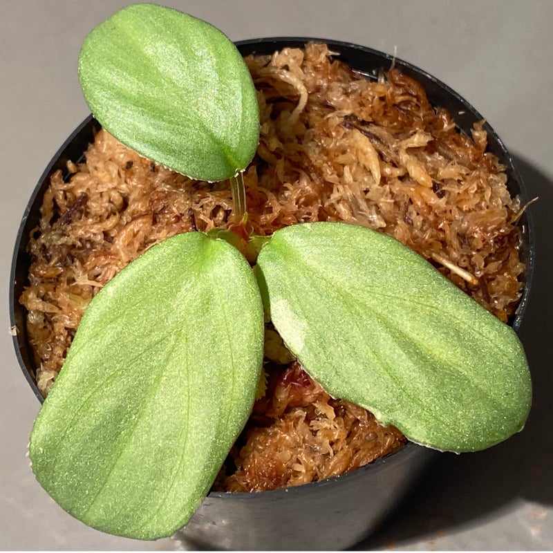 Homalomena sp.竜鱗 Riau【LA0815-01】ホマロメナ 【公式通販】