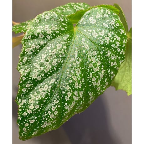 Begonia sp. from Na Hang [YH1118] TK