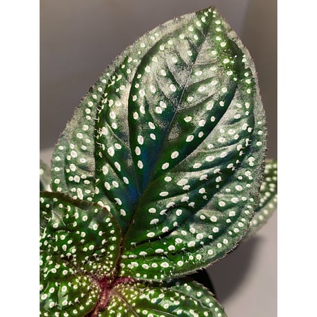 Sonerila sp. wf1 from Phang Nga Thailand [KZT]