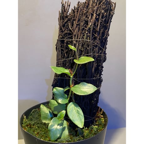 Ficus sp. from Murung raya [LA0515-05]
