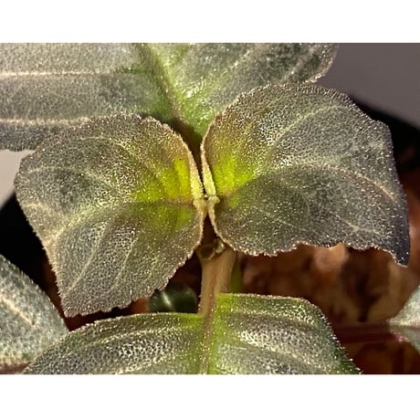 Gesneriaceae gen. from Kalimantan Barat