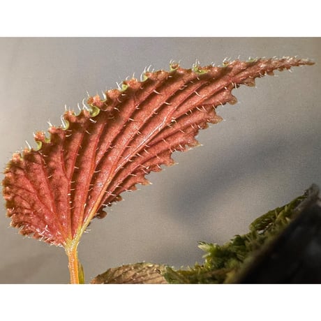 Begonia sp. from Kapuas hulu
