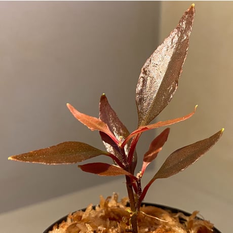Medinilla sp. from Irian Jaya Papua