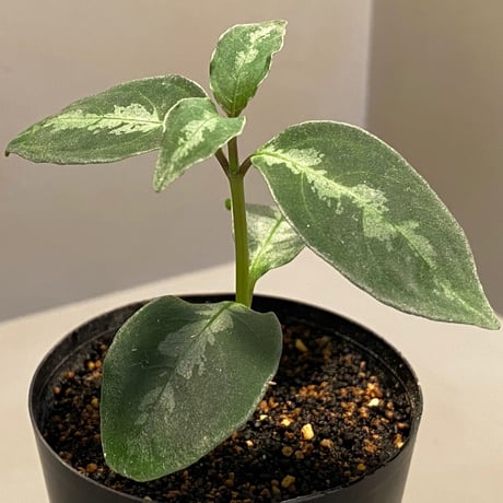 Unknown from Sarawak