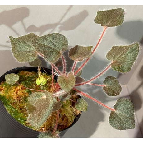 専用！希少！Melastoma sp.Ranau WWR便❣️メラストマ　ソネリラ Amazon｜希少 Melastoma sp.Ranau WWR便 メ マ ソネリラ 熱帯植物