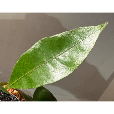 Microsorum linguiforme from South sumatera