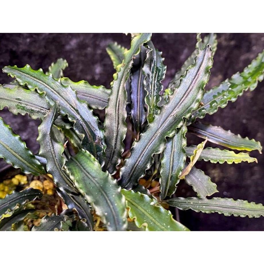 62b1b2e5c359a802615ccdb1