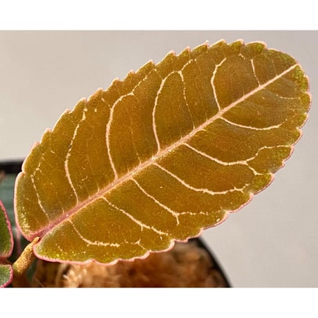 Labisia sp. from Riau Sumatera