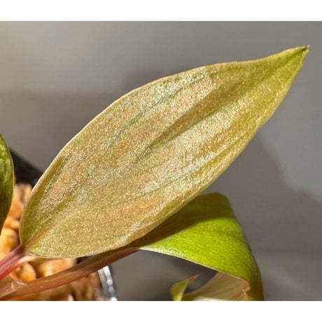 Homalomena 'Rec151' K0522-f2 [KZT]