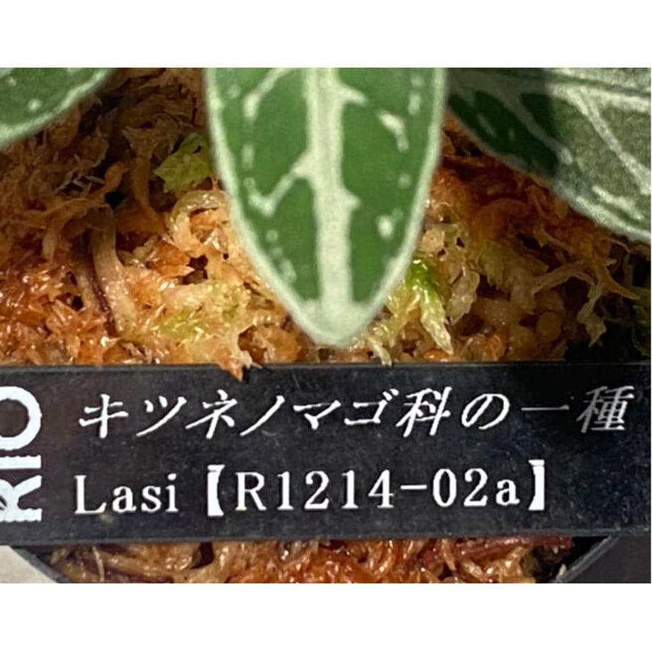 65196634fe9350405301e17e