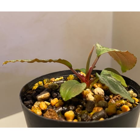 Homalomena sp. Sabah-2 [R1217-01c]