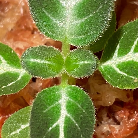 Gesneriaceae gen. from Kalimantan Barat