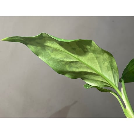Aglaonema pictum from Aceh sumatera [T-120119] X産地