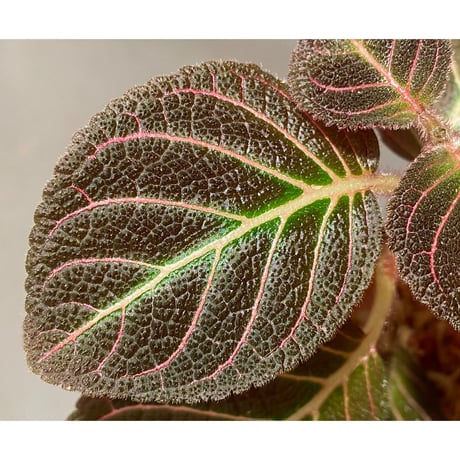Pearcea hypocyrtiflora from Rio Napo Ecuador [tanakay] 赤葉脈