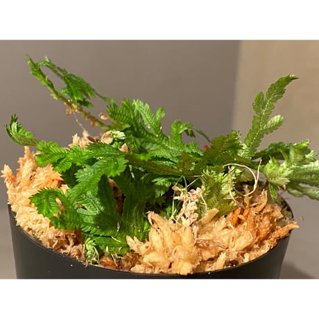 Selaginella biformis [STRINGE PLANTS]