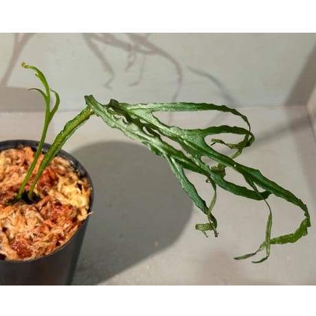 Microsorium sp. from Saripoi [LA0515-02]