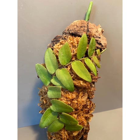 Marcgravia sp. from Colombia [LA0316-03]