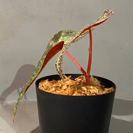 Begonia variabilis