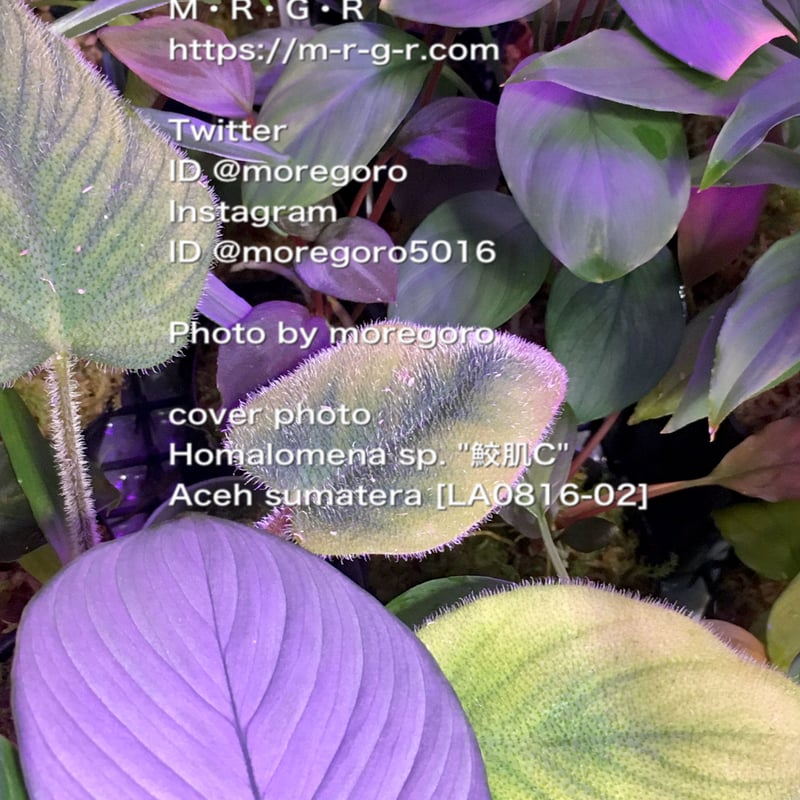 science room ver. Homalomena | M・R・G・R