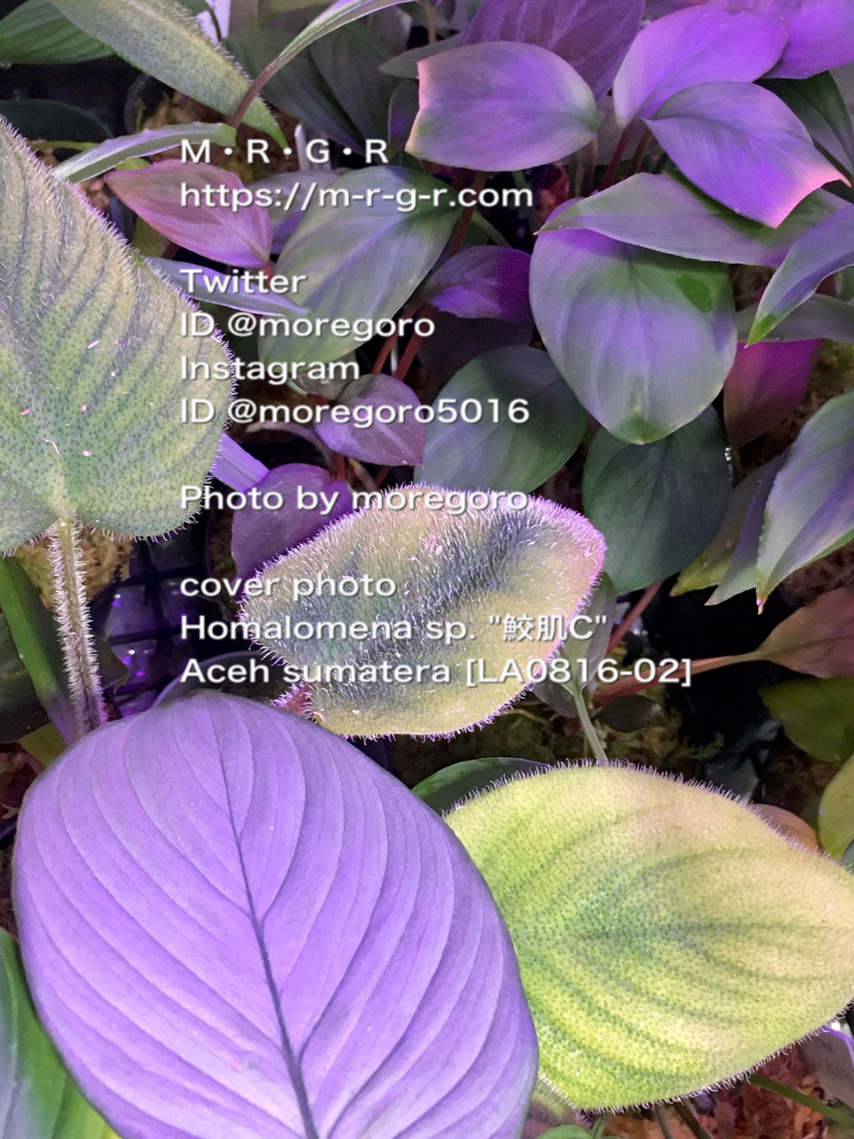 science room ver. Homalomena | M・R・G・R