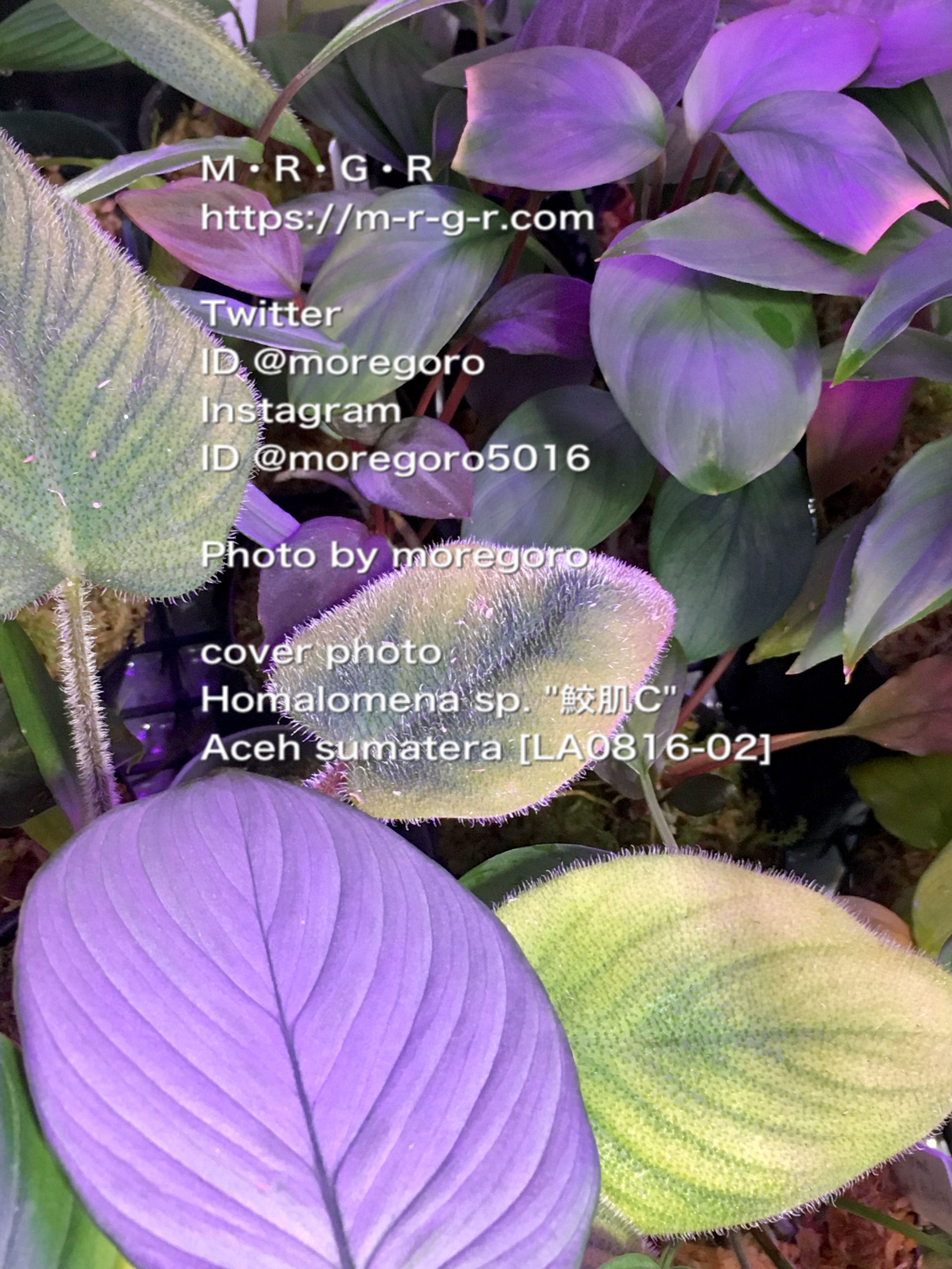 science room ver. Homalomena | M・R・G・R