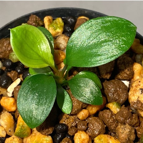 Homalomena sp. "Aceh selatan" Aceh Sumatra [TB]