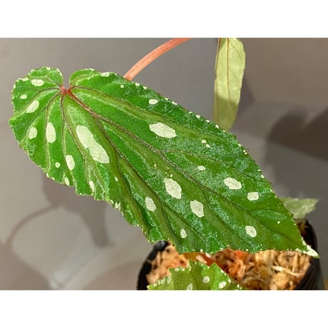 Begonia sp. "Mempawah hulu" Landak Kalimantan barat [TB]