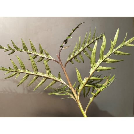 Labisia sp. from Central Papua