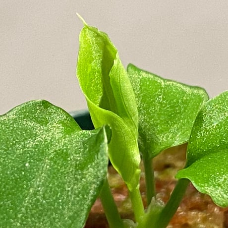 Homalomena sp. (Green) from Solok sumatera [LA0214-3]