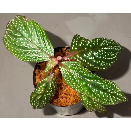 Sonerila sp. wf1 from Phang Nga Thailand [KZT]