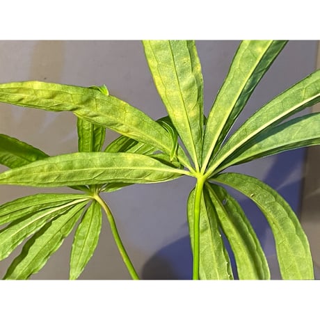 Anthurium polyschistum from Napo Ecuador [tanakay]