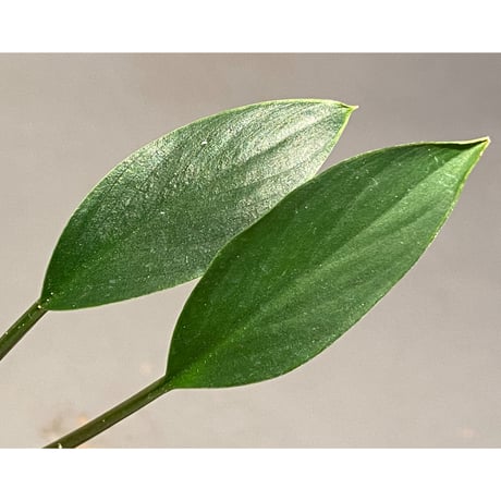 Homalomena sp. from Sekadau Selatan