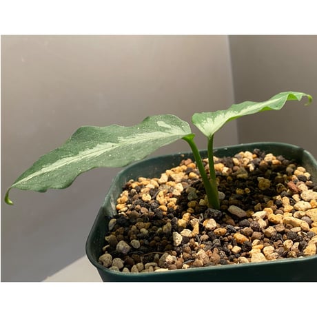 Aglaonema pictum A "しるば〜らいん" from Aceh sumatera [LA1118-06b]