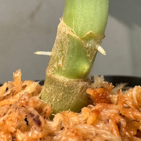 Schismatoglottis hendrikii from Sekadau West Kalimantan ②