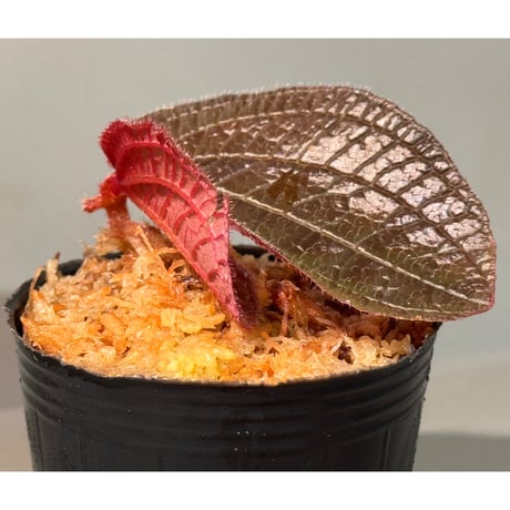 Sonerila sp. from Bukit Biru West Kalimantan