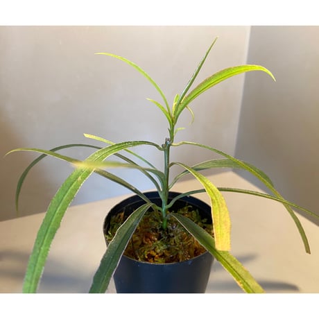 Ardisia sp. from Kapuas Hulu Kalimantan barat
