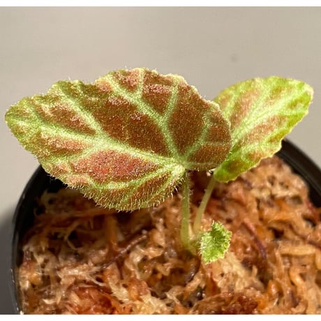 Begonia sp . from Sumpur [TK031117]