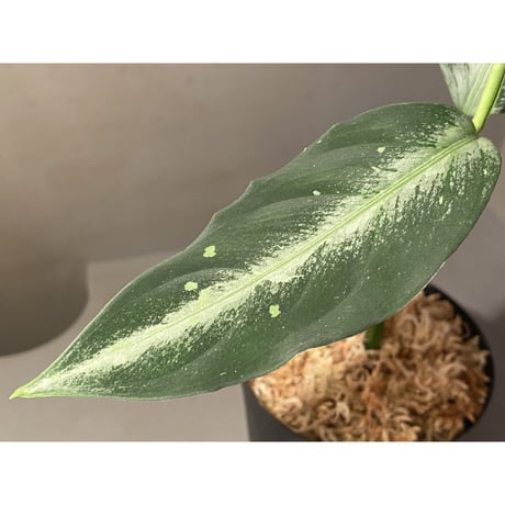 Aglaonema pictum "Hair Line" from Tigalingga [HW0219-01g] ②