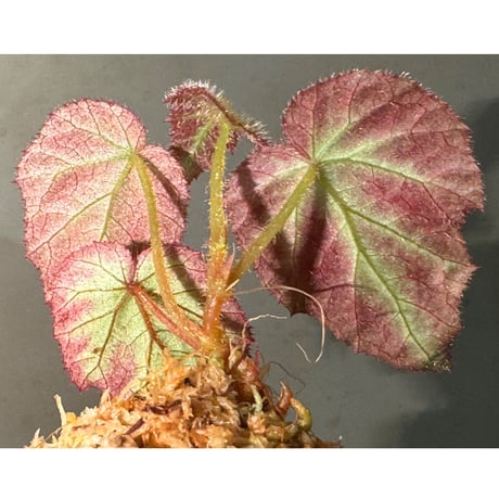 Begonia sp. from Sumatera Utara [HW0816-01]