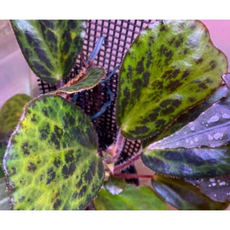 Begonia blancii
