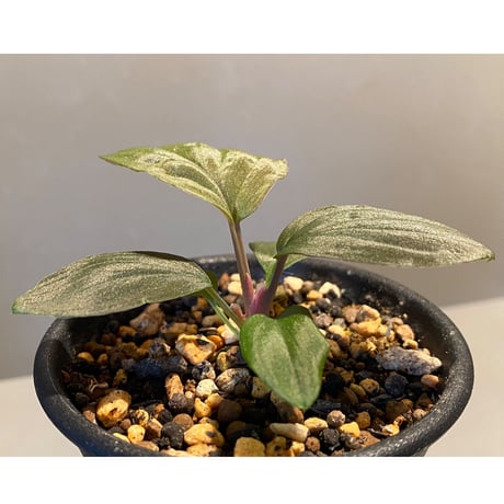 Homalomena sp. from Lundu [TK231017]