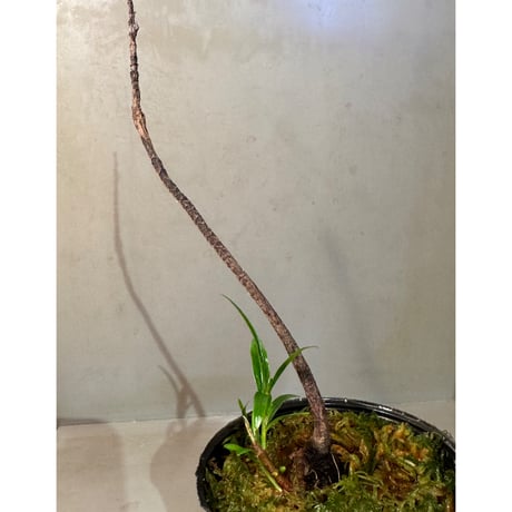 Homonoia riparia from Phu Yen Vietnam