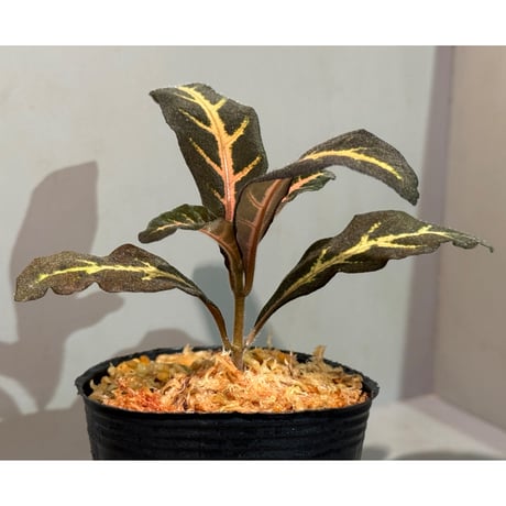Aphelandra maculata from Madre de Dios [LA1017-02]