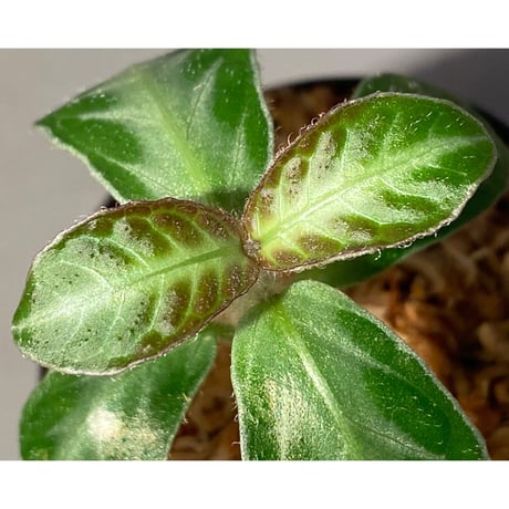 Cosmianthemum sp. from Sarawak