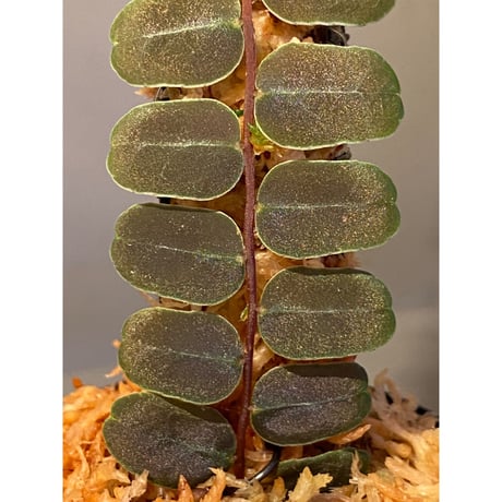 Marcgravia sp. "MELON " from Ecuador