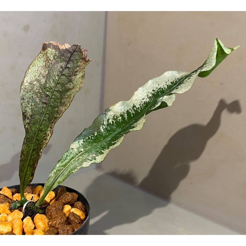 willie's esperanza 細管SP