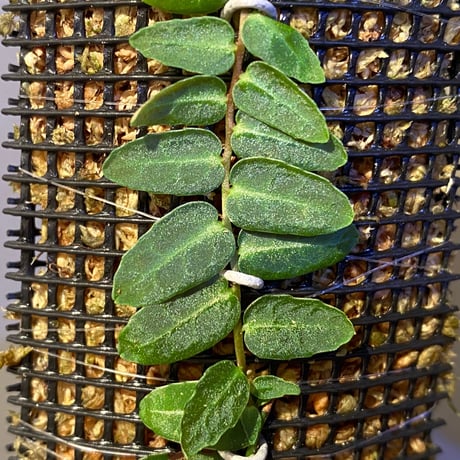 Marcgravia umbellata [Equaflor-A]