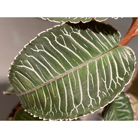 Ardisia sp. from Perlis Malaysia
