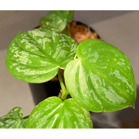 Philodendron sp. from Iquitos Peru [tanakay]